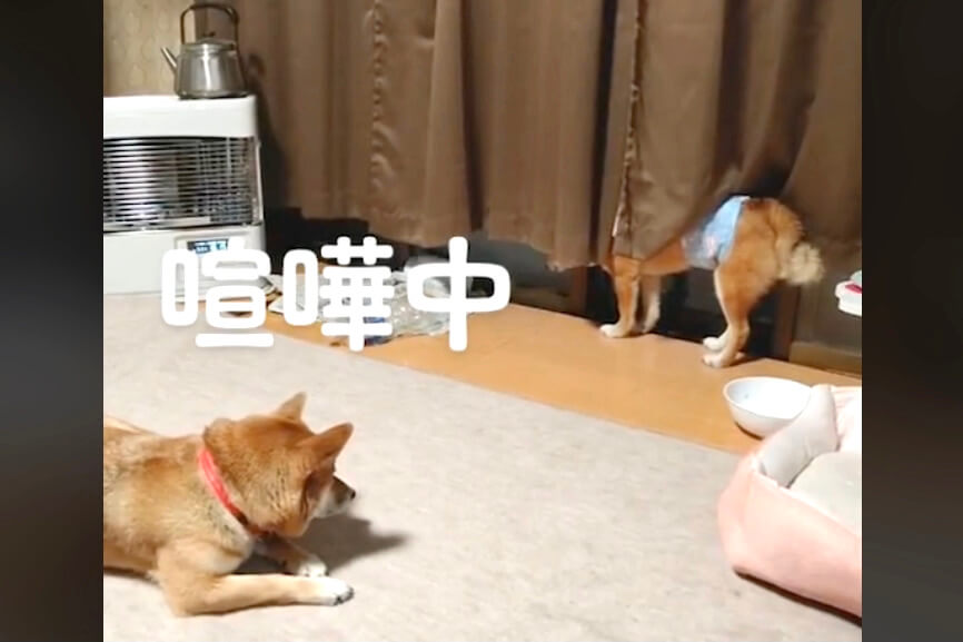 柴犬,動画
