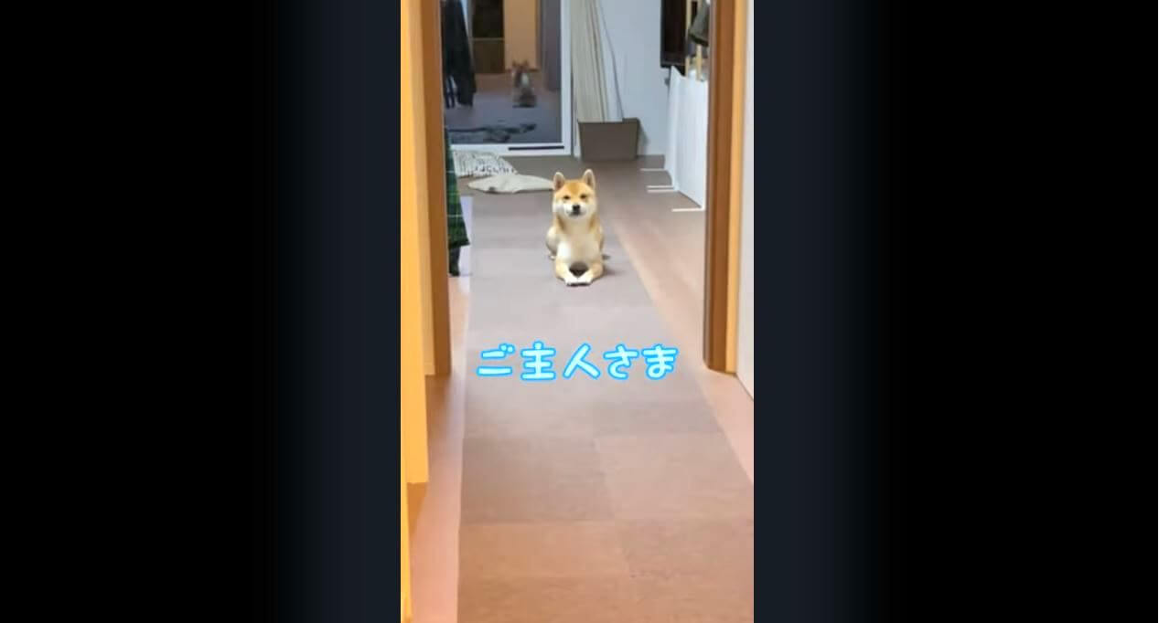 柴犬,YouTube