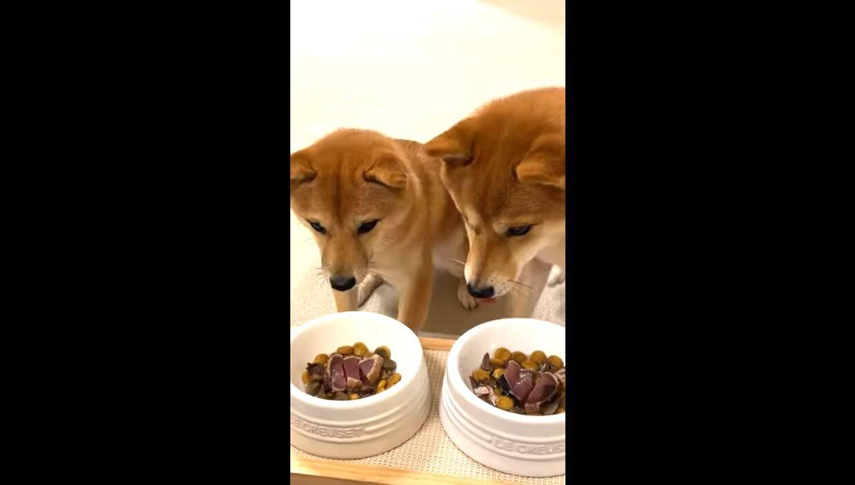 柴犬,YouTube