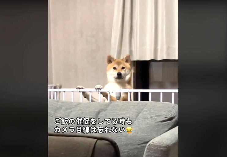 柴犬,動画