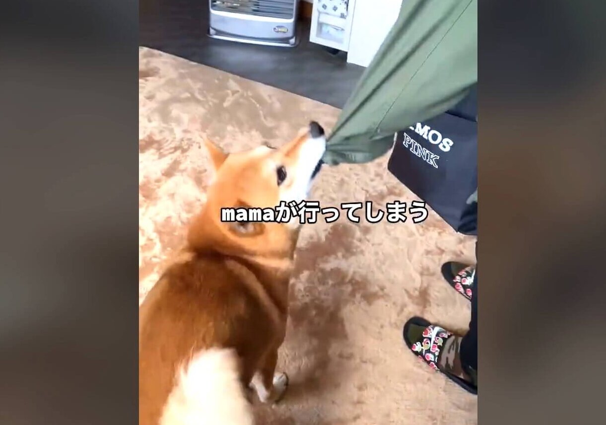 柴犬,動画