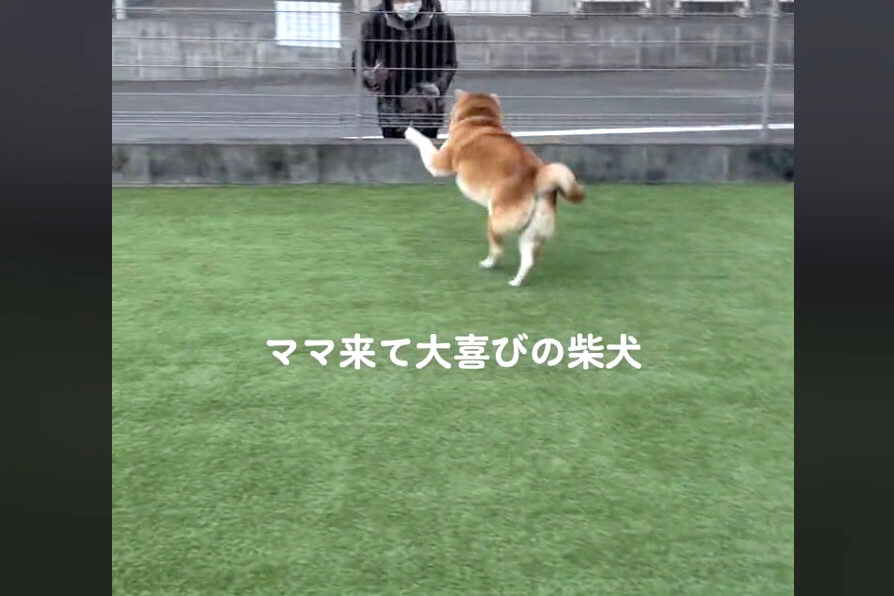 柴犬,動画