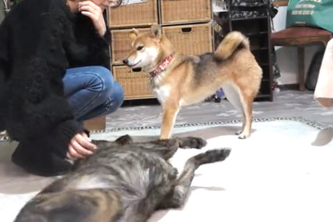 柴犬,動画