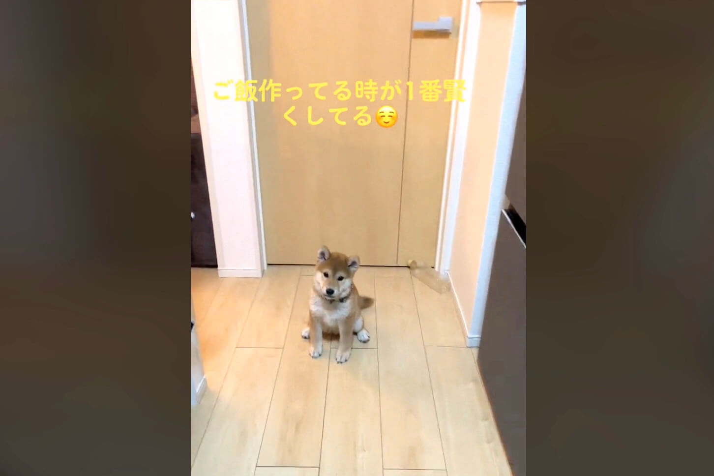 柴犬,動画