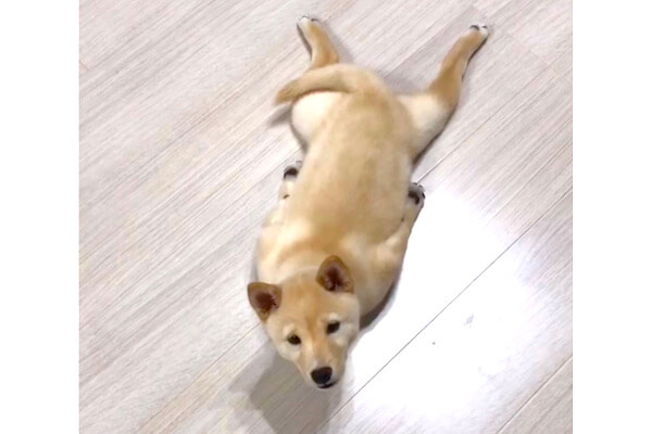 柴犬さん☆骨 柴犬さん☆骨