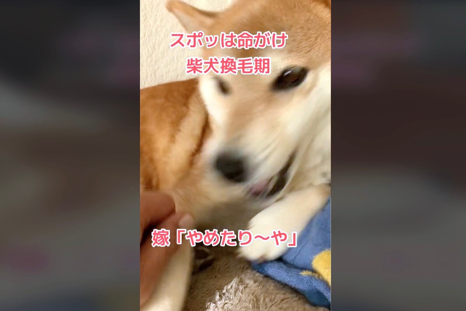 柴犬,動画