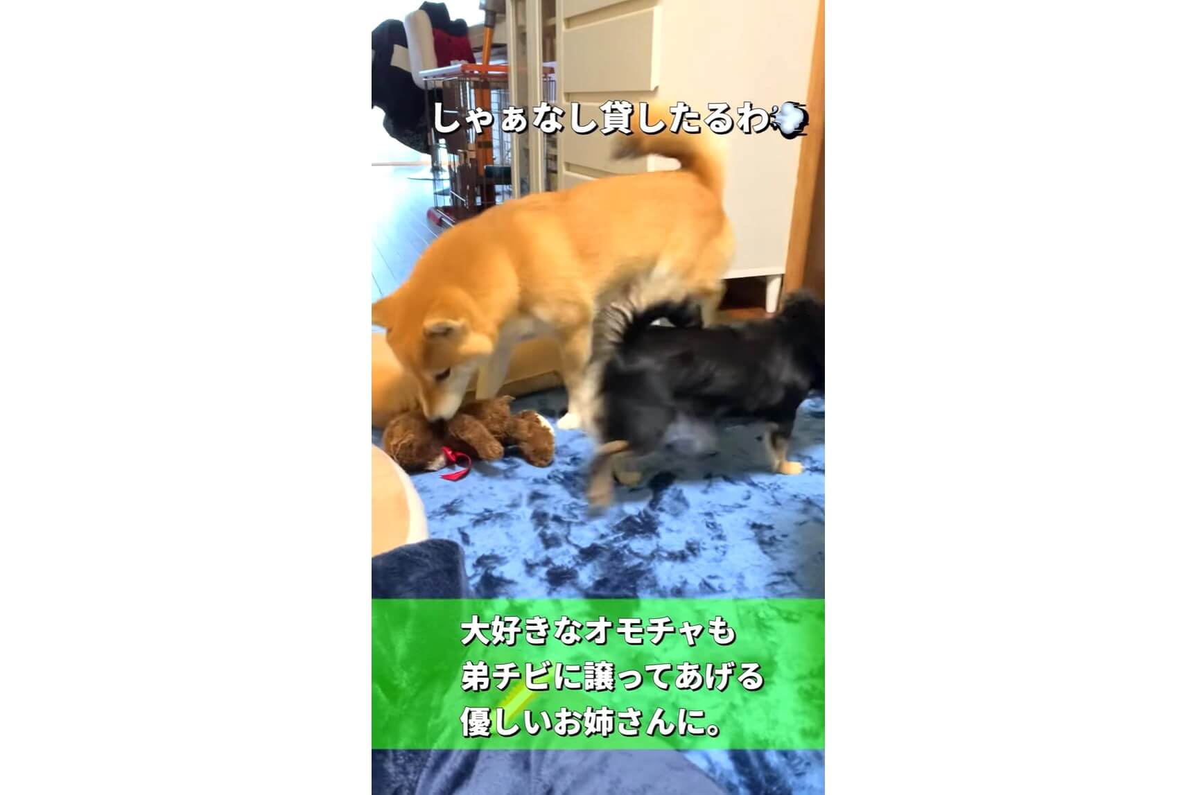 柴犬,YouTube