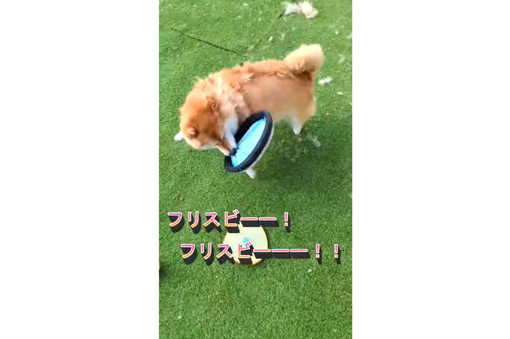 柴犬,YouTube
