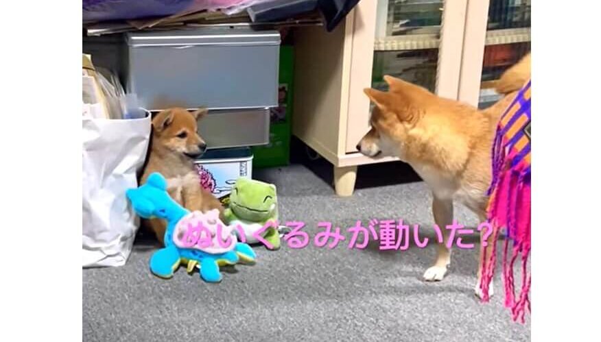 柴犬,YouTube