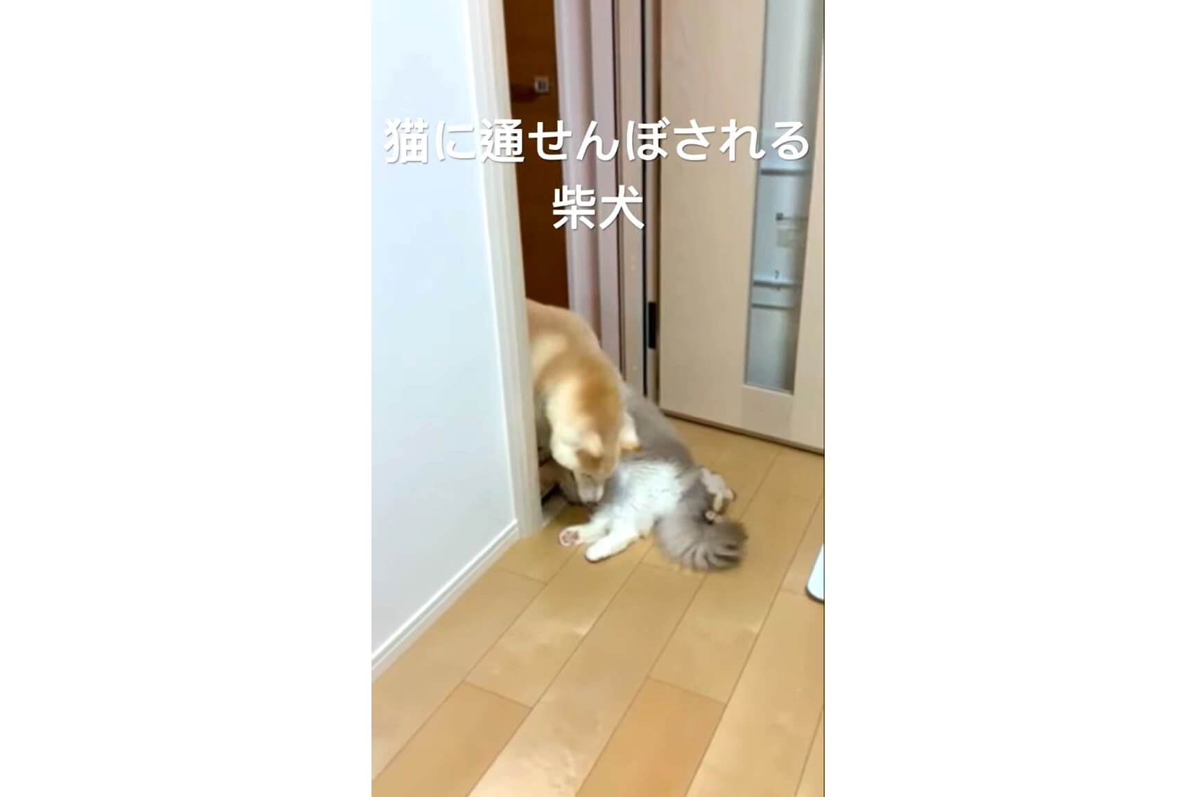 柴犬,YouTube