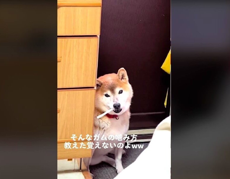 柴犬,動画