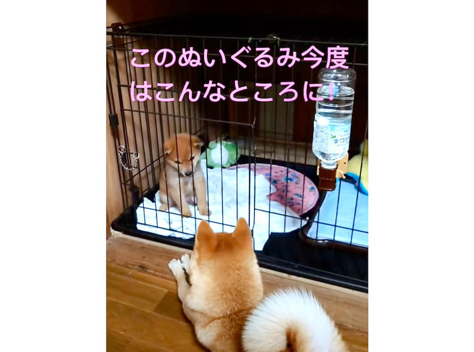 柴犬,YouTube