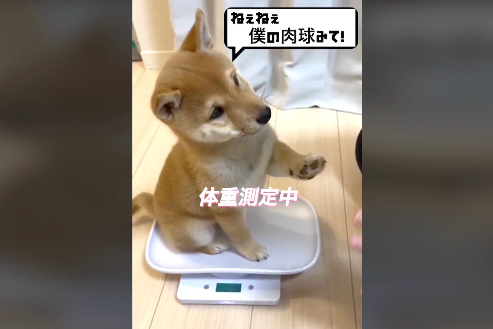柴犬,動画