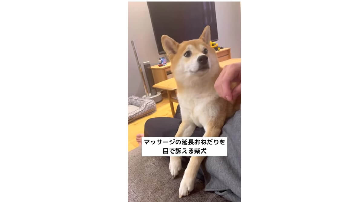 柴犬,YouTube