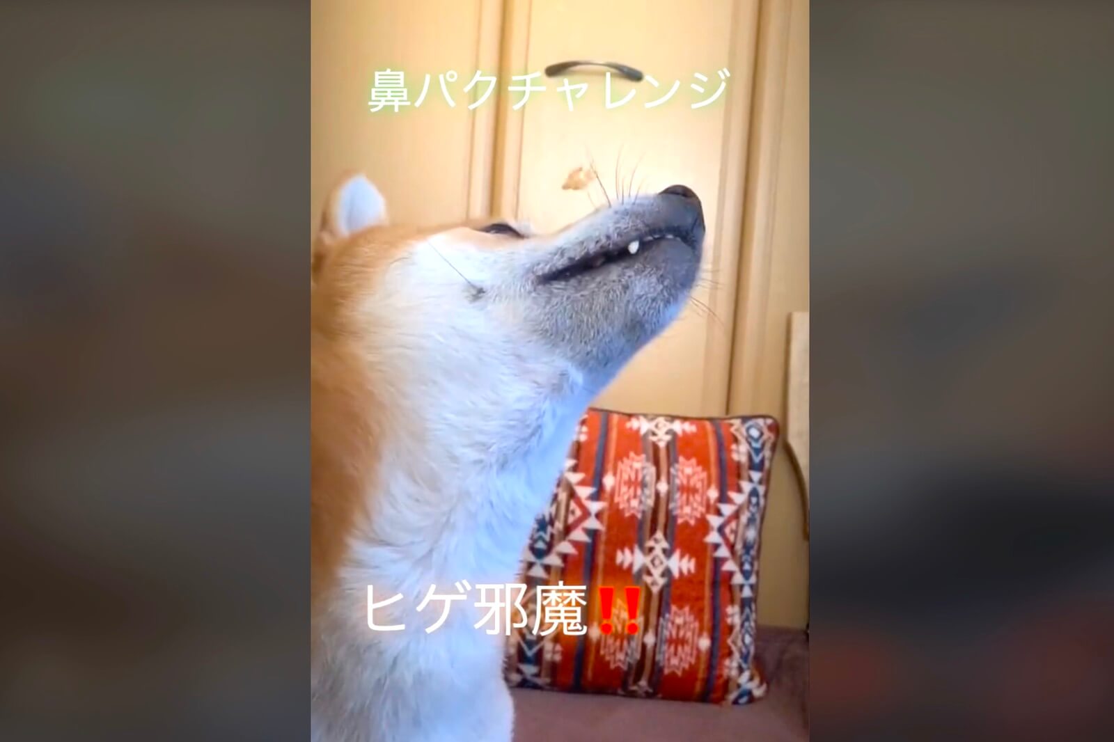 柴犬,動画
