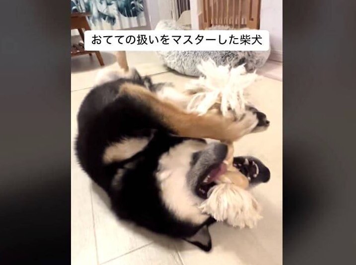 柴犬,動画