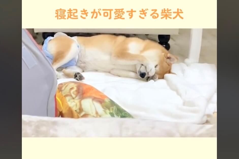 柴犬,動画