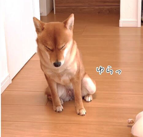 座席の間にムギュッと挟まる柴犬が焼きたての食パンすぎた。 | 柴犬