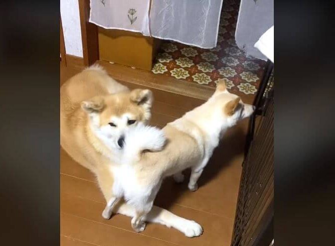 柴犬,動画