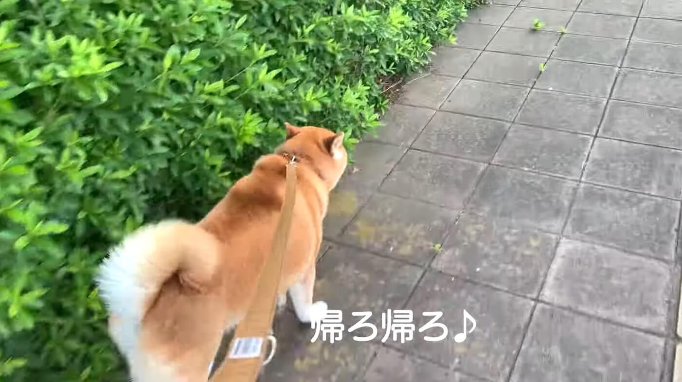 柴犬,動画