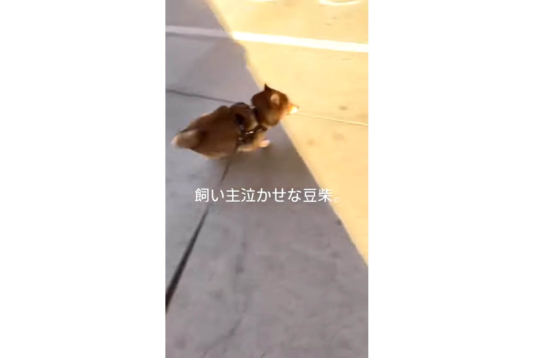 柴犬,動画