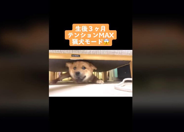 柴犬,動画