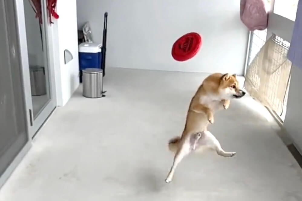 柴犬,動画