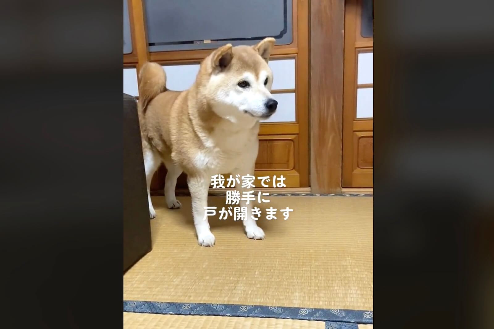 柴犬,動画