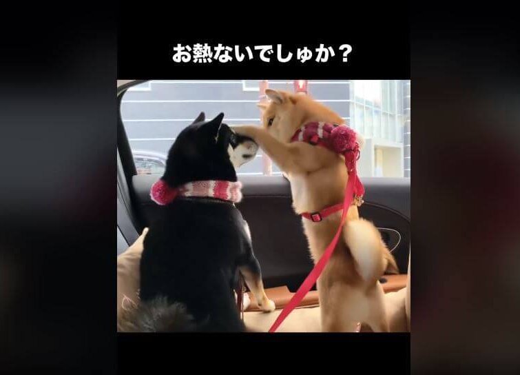 柴犬,動画