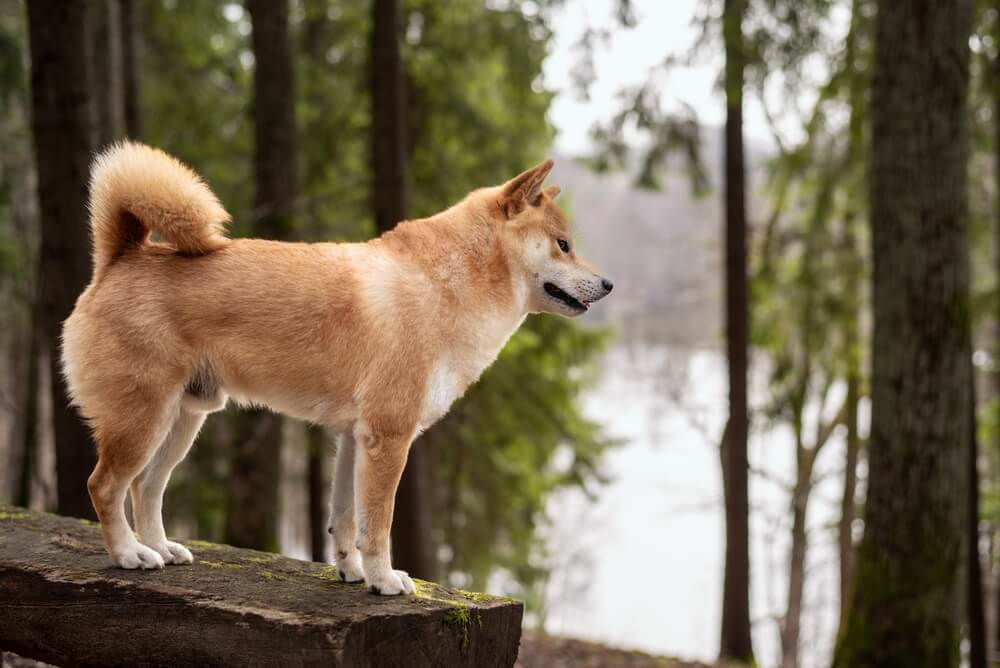 柴犬,ウルフギャング