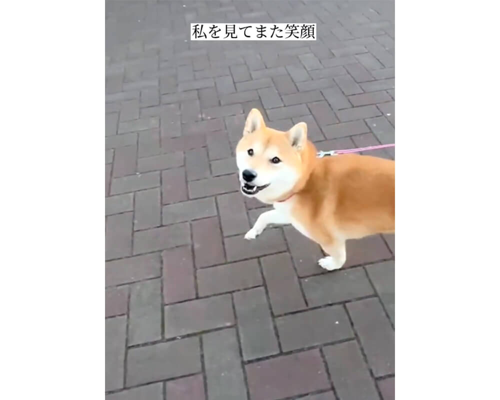 柴犬,動画