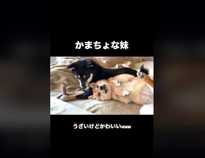 柴犬,動画