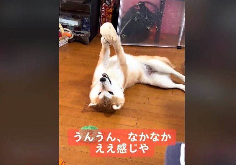 柴犬,動画