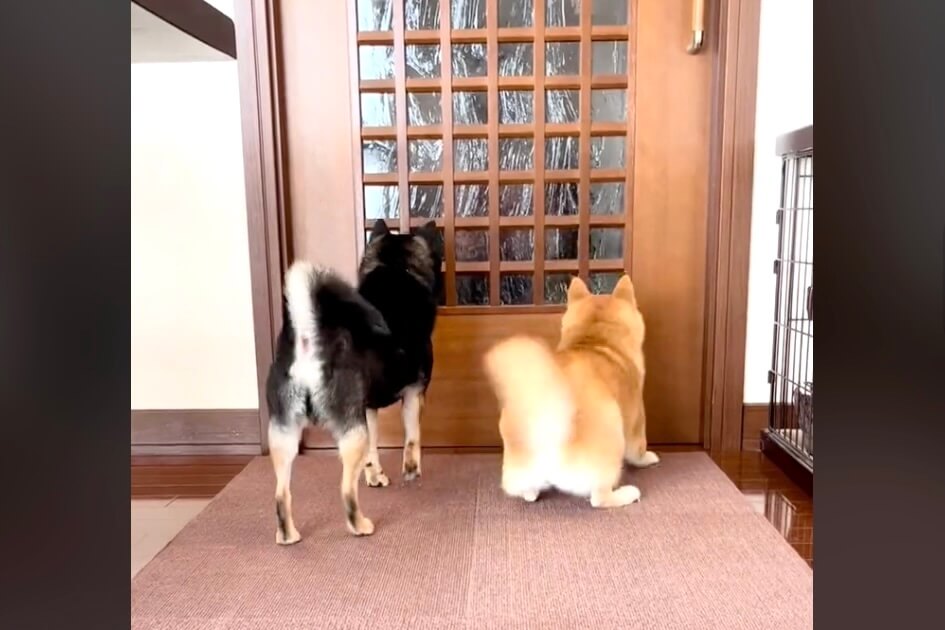 柴犬,動画