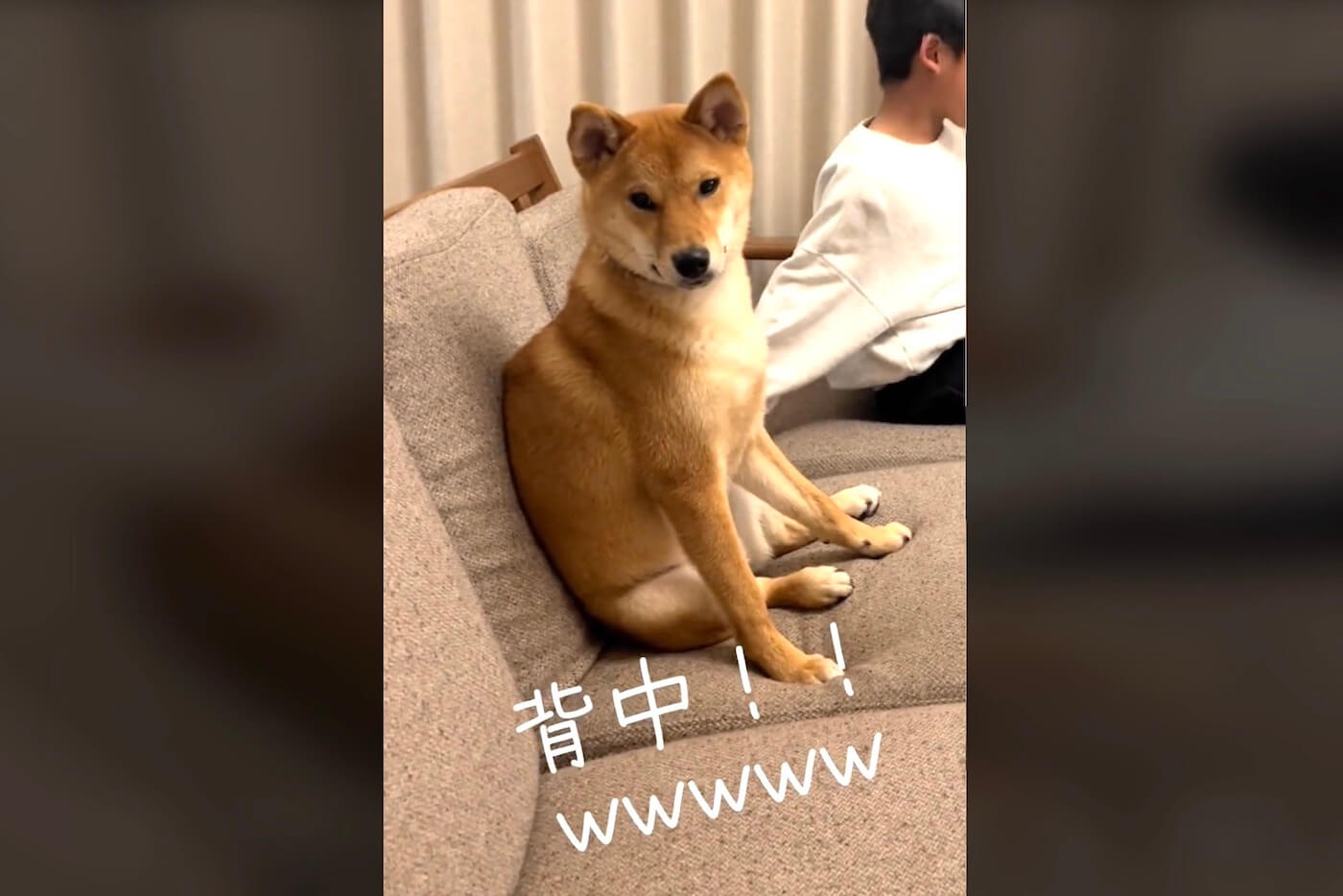柴犬,動画