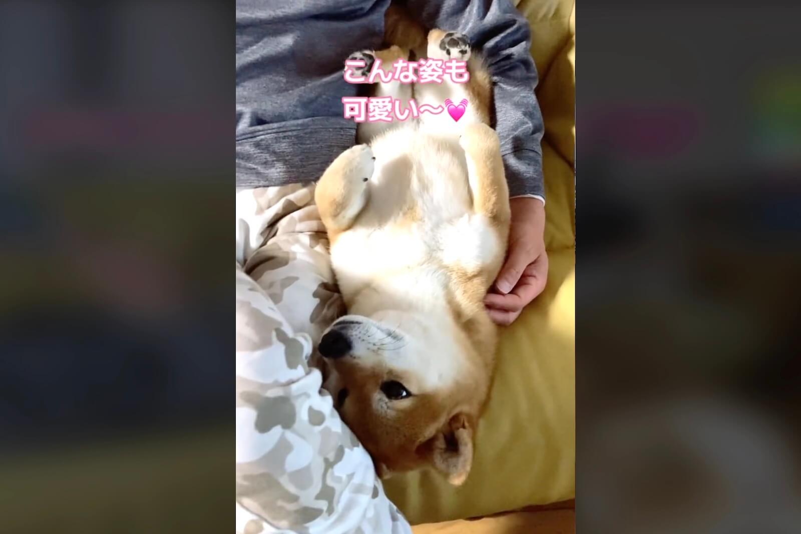 柴犬,動画
