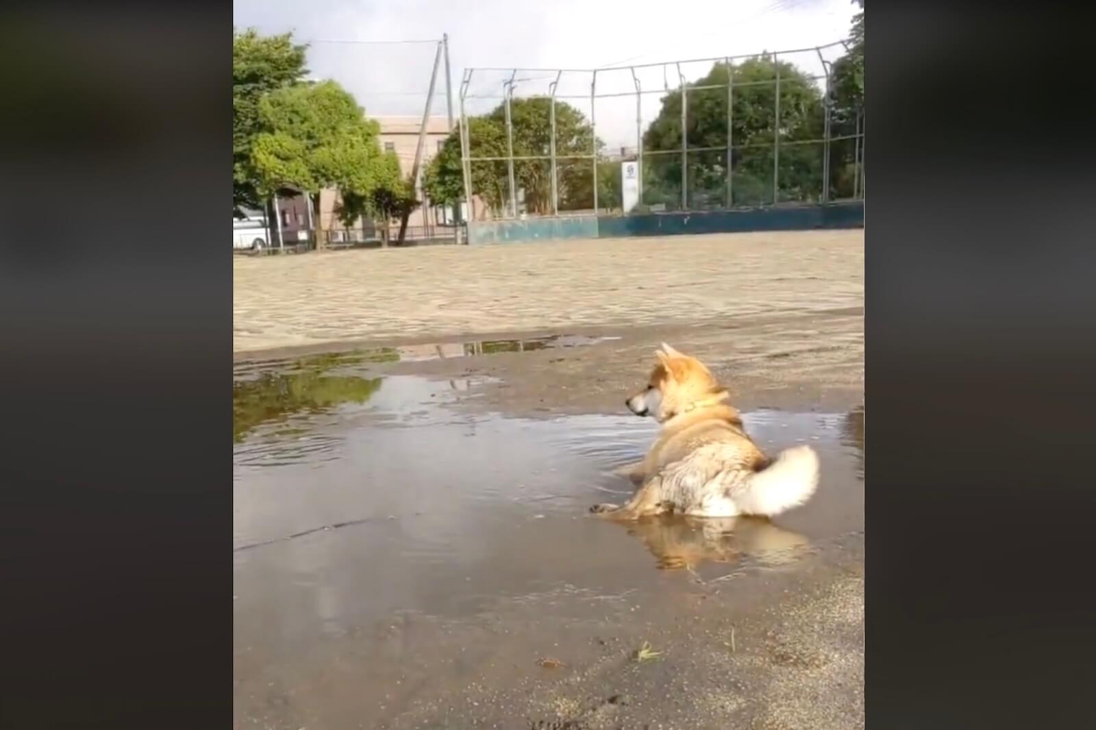 柴犬,動画