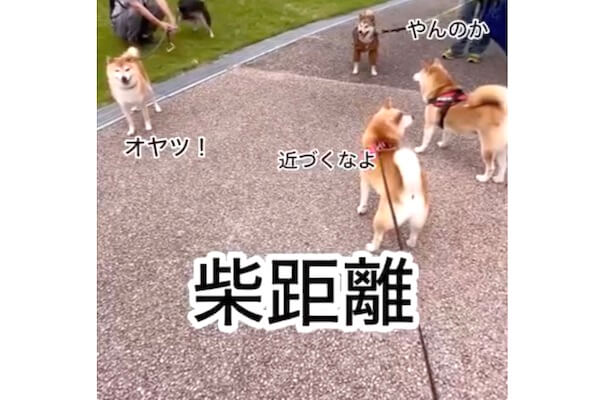 近づくなよ」「やんのか」「オヤツ♡」やっぱり柴犬といったらこの距離