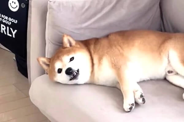 リビングに入っただけで「なんだよ」と怒り出す柴犬。反抗期なの