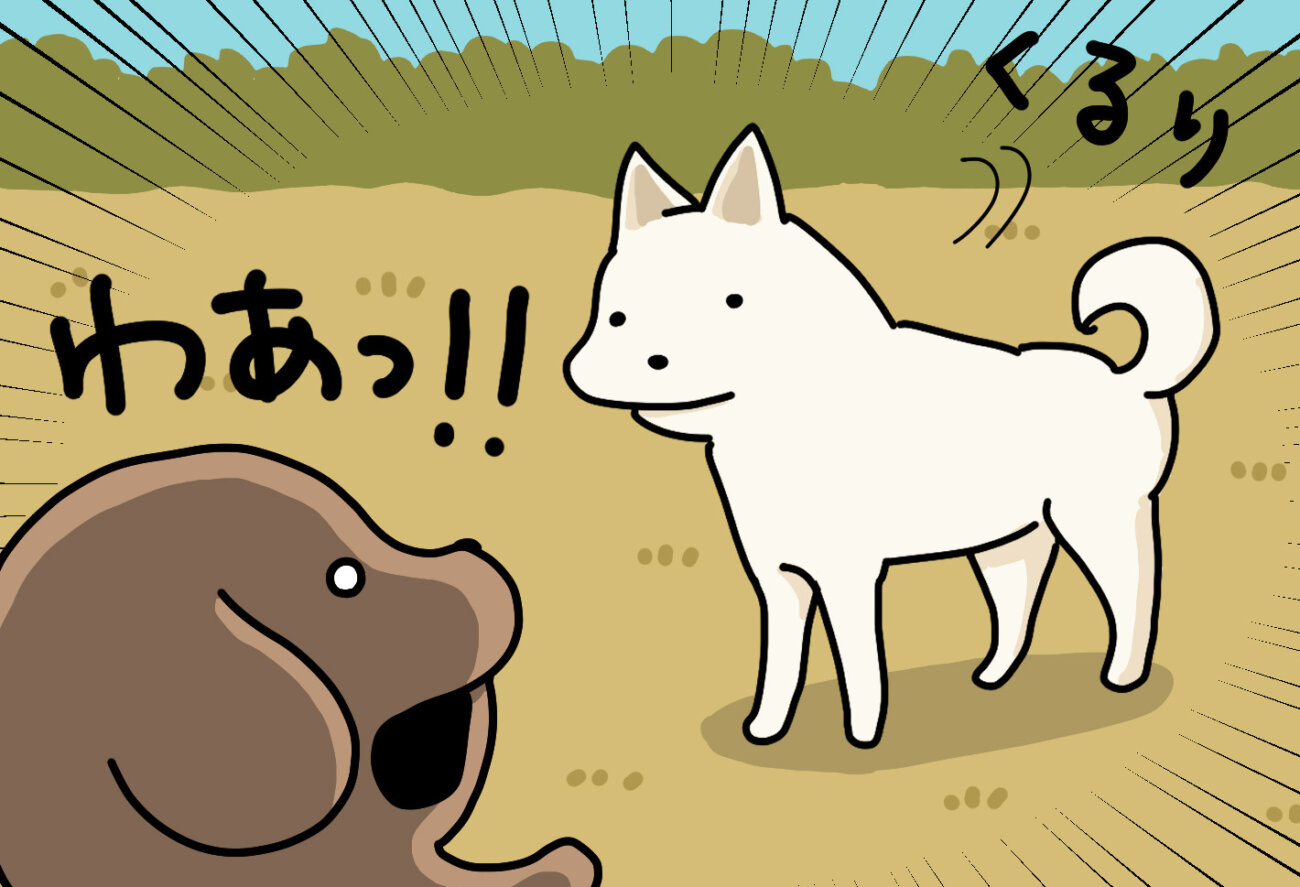 マンガ連載】こいぬと柴犬#44「こいぬと白柴」作：うかうか | 柴犬