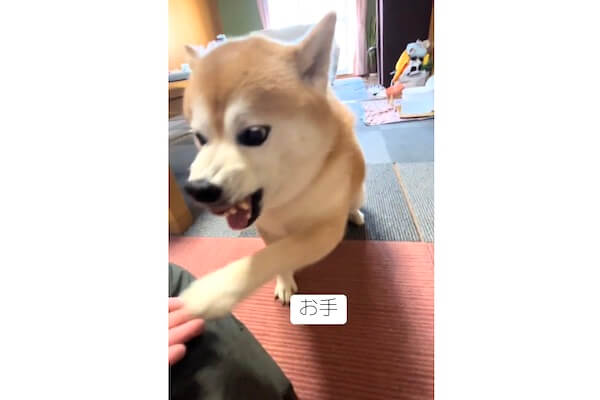 反抗期なの？怒りながらお手をする柴犬に「どんな感情なん」「忙しい