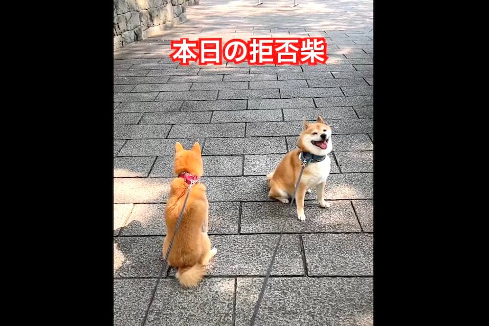 二つ折りになってまで拒否柴を頑張る柴犬。これはうっかり応援しちゃい