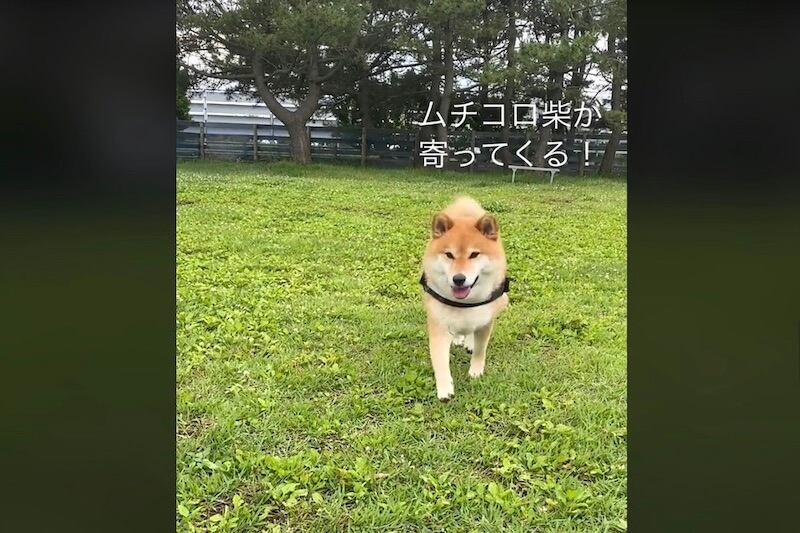 柴犬,動画