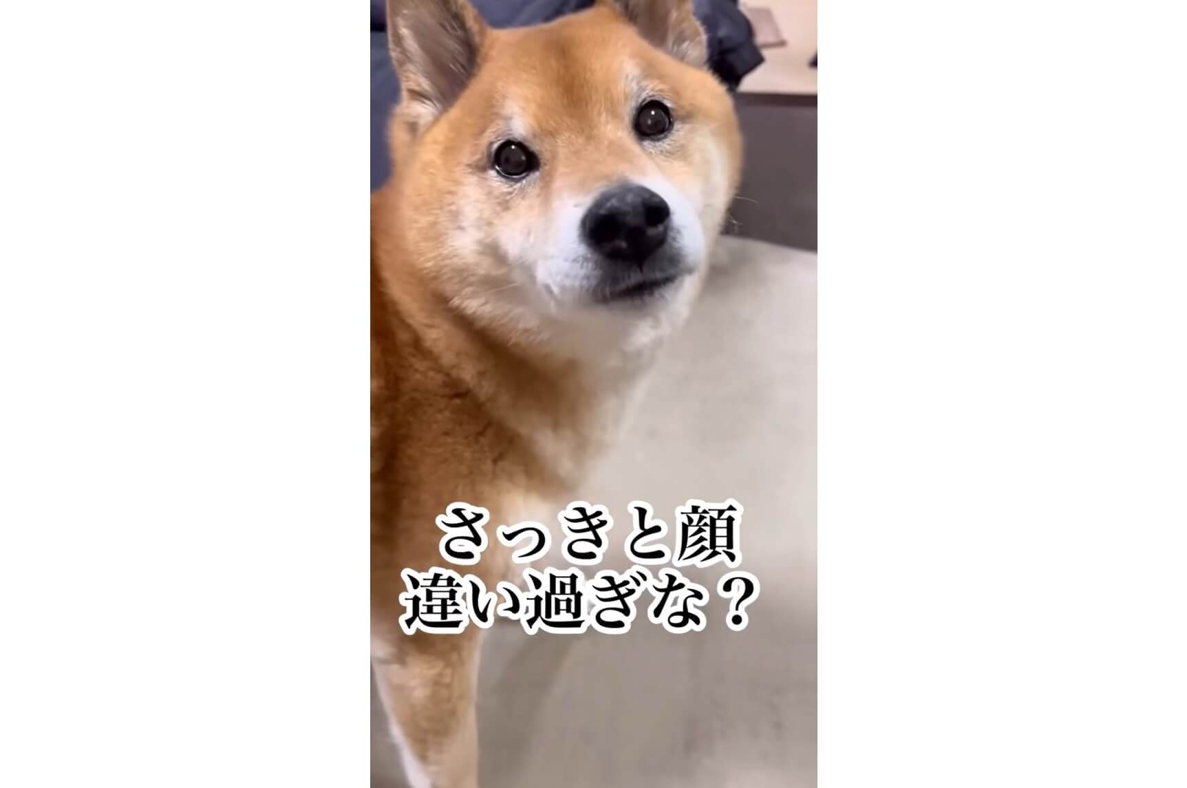 柴犬,動画
