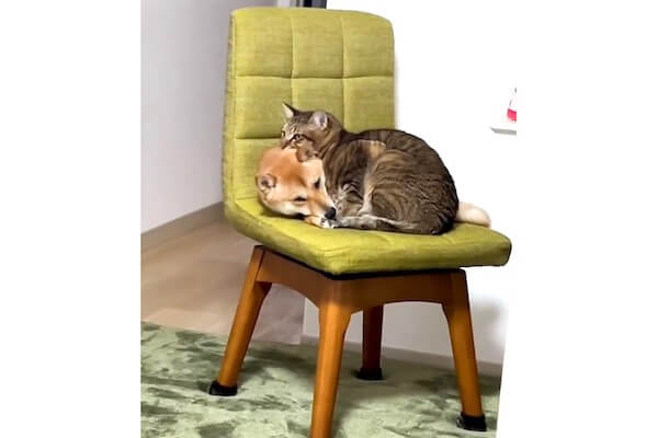 えっ尊】わざわざひとつのイスに収まってる柴犬と猫が愛くるしすぎる