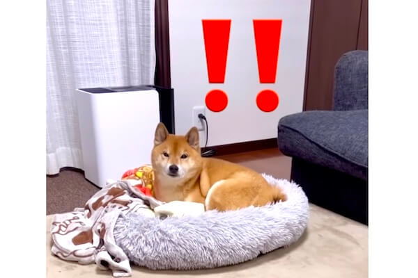 特技：手のひら返し】大嫌いな散歩に誘われてイライラする柴犬を大好き