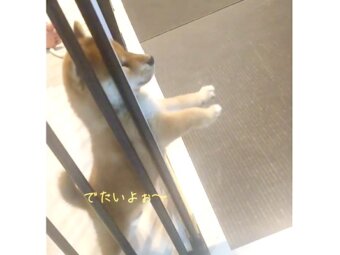 柴犬,動画
