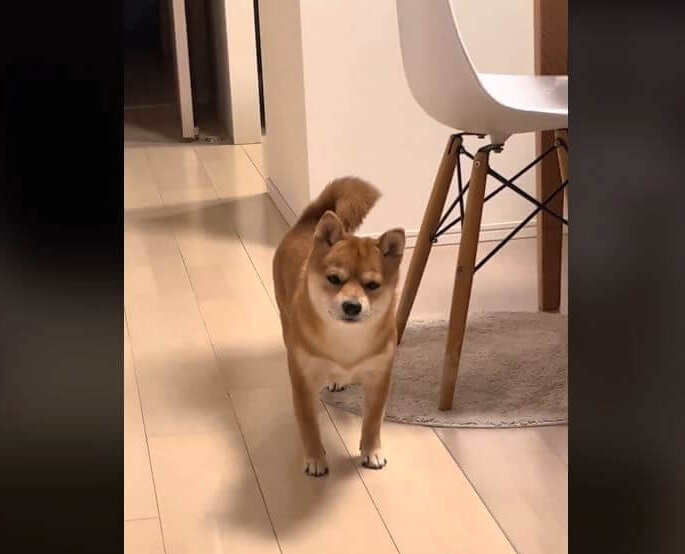 大好きなお兄ちゃんが帰ってきて嬉しい柴犬に「感動して泣いちゃう