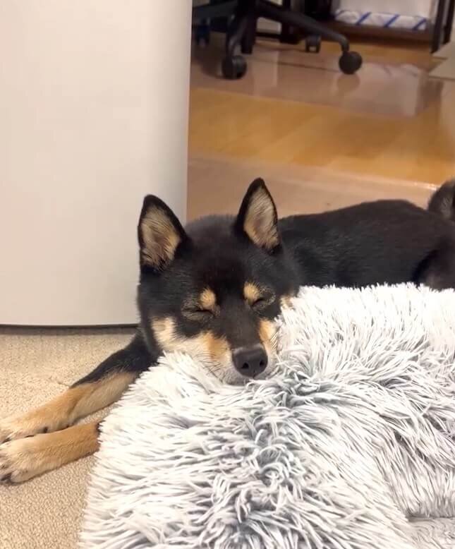 ぎゅむっ】仲良く眠る柴犬姉妹をよく見てみたら「それでいいんか