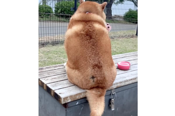 ベンチに座る柴犬が後ろから抱きつきたくなる背中してる【動画あり